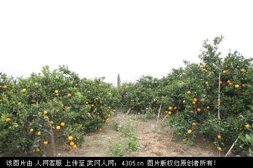 武冈的脐橙红了