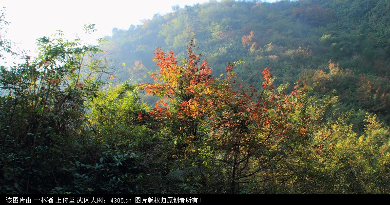 最美是故乡（7）——南山红叶