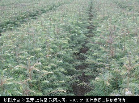 杉樹苗出售