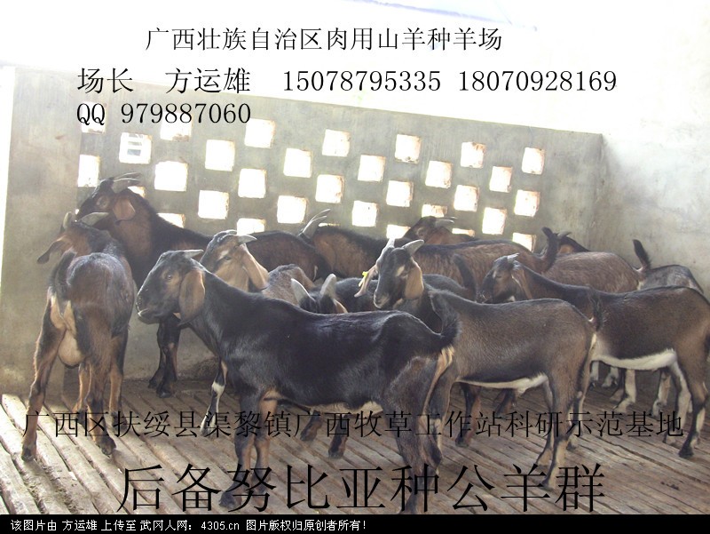 重點(diǎn)種羊場(chǎng)尋求經(jīng)營(yíng)合作