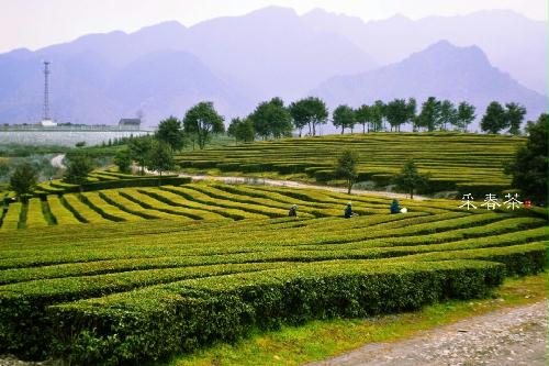 采春茶（高清组图）