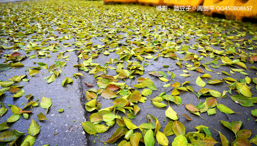 一夜春雨叶落