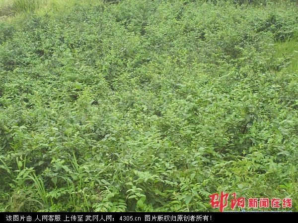 武冈市司马冲镇调整产业结构打造“药材之乡”