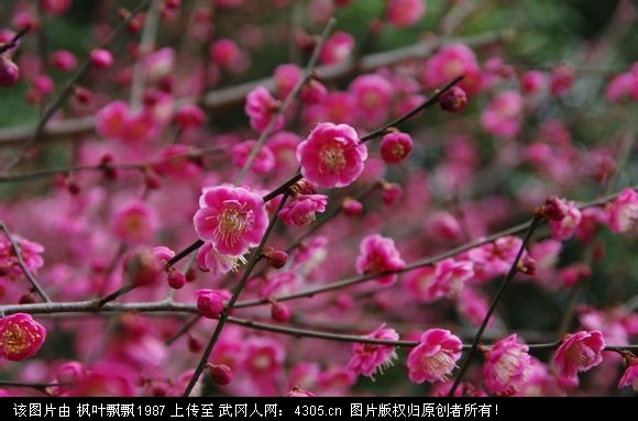 那些花花草草告诉我们的事