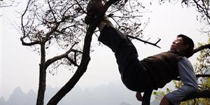 桂林山水之巅的青松