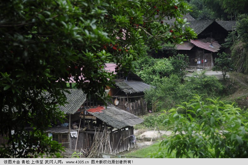 靖州一杨梅村