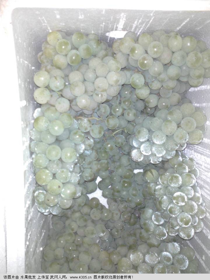 香葡萄热卖最后一个星期