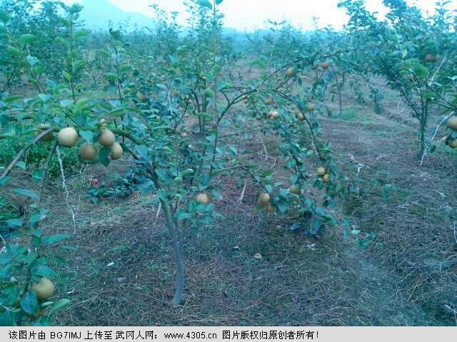 曹记生态果园