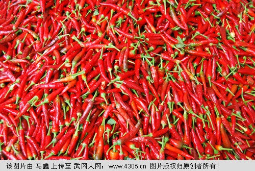 无公害红辣椒,欲购从速