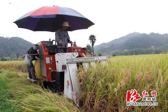 收割晚稻的美丽场景