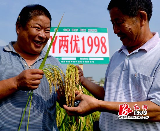 现场观摩水稻新品种