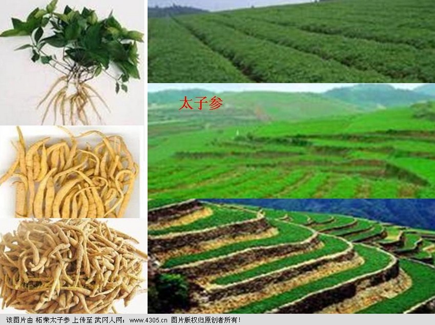 你不了解的养生食材-柘荣太子参（促消化.排毒）