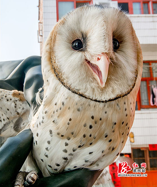 误入民宅的猴面鹰被放归武冈云山