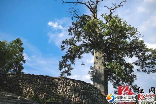城步東晉時(shí)期古杉群最大樹齡1596歲
