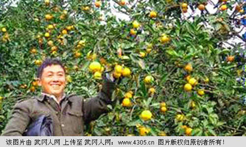 武冈“蜜桔大王”廖祝光荣获农博会金奖