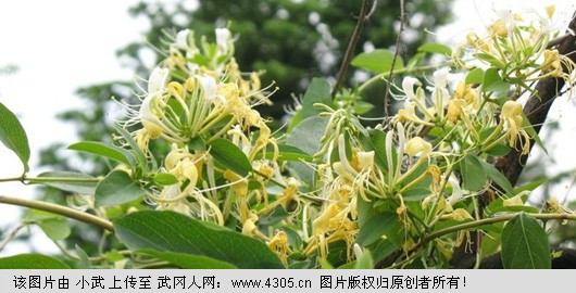 武冈建成全国最大的龙牙百合制种生产基地