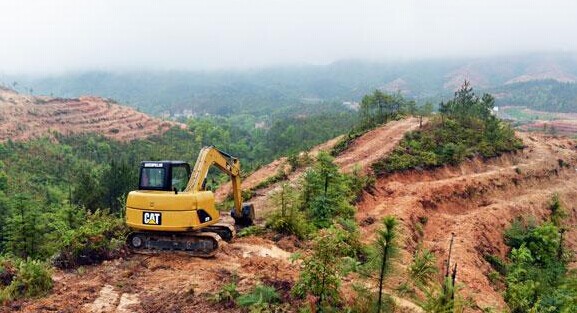 武冈“万亩油茶开发项目”建设进展