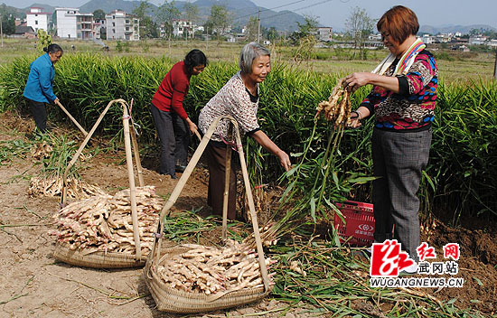 石洪村农妇发展特色农业效益佳
