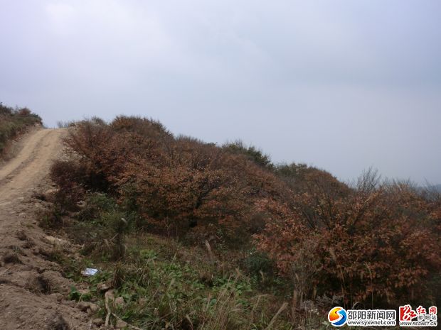 城步千米高山藏著最古老的茶園？
