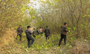 武冈市邓家铺镇致力打造山林防火带
