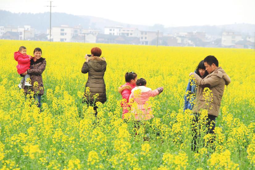 武冈市郊渡头桥百亩油菜花盛开