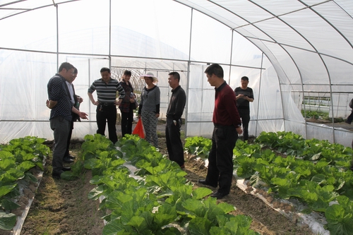 武岡打造自己吃的蔬菜基地
