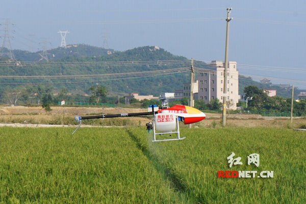 武岡市利用無人駕駛農(nóng)用飛機防治蟲害