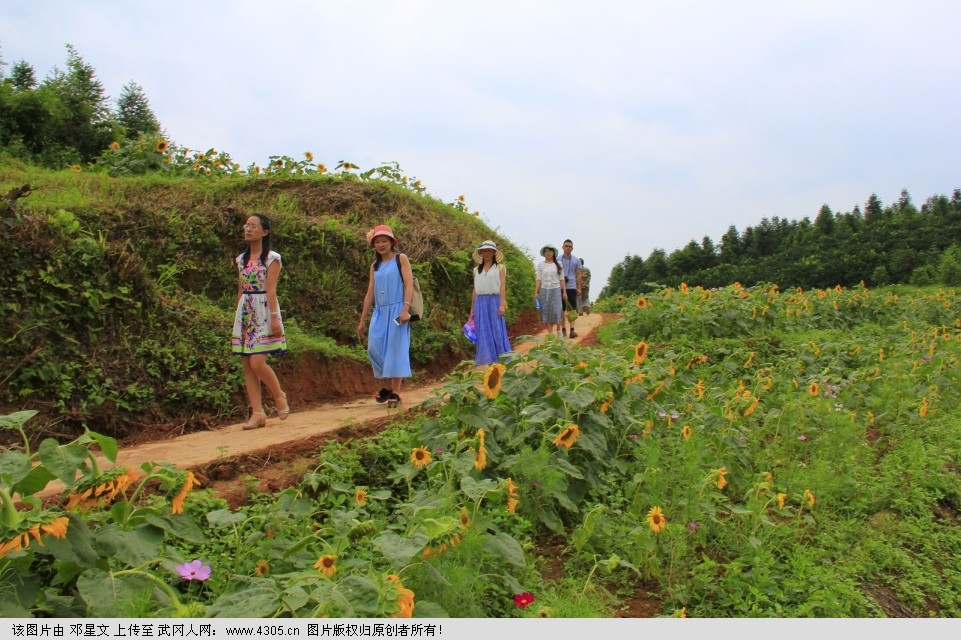 走进大飘村：见过如此葵园吗？