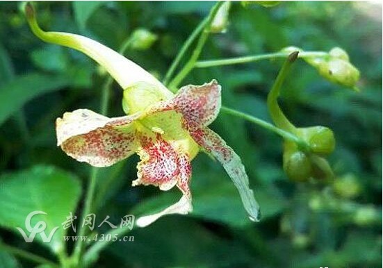 云山龍蝦花