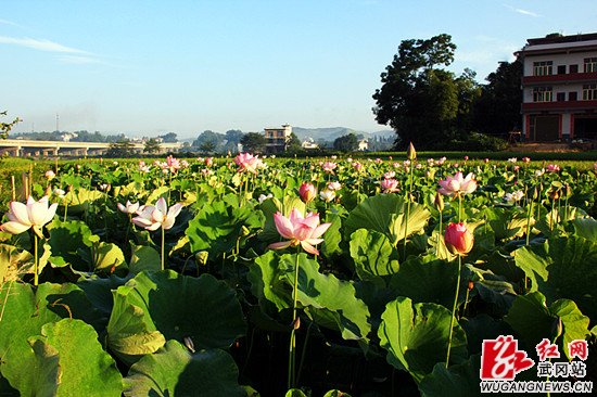 头堂荷花别样红