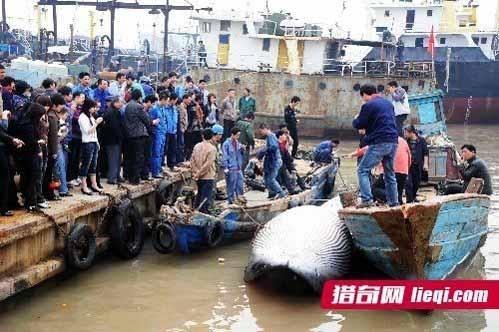 清理污水抓到大魚(yú)
