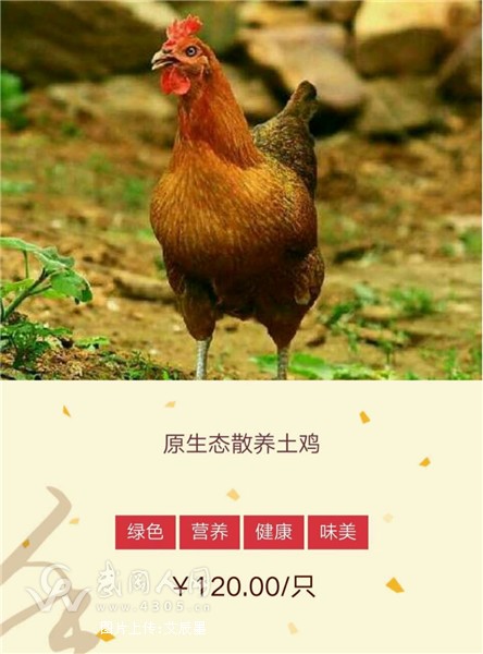 原生态散养土鸡,欢迎订购