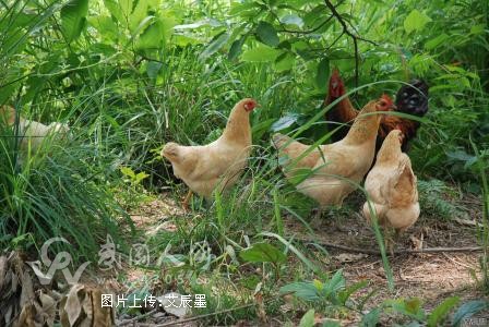 过年呷土货,新年大收获