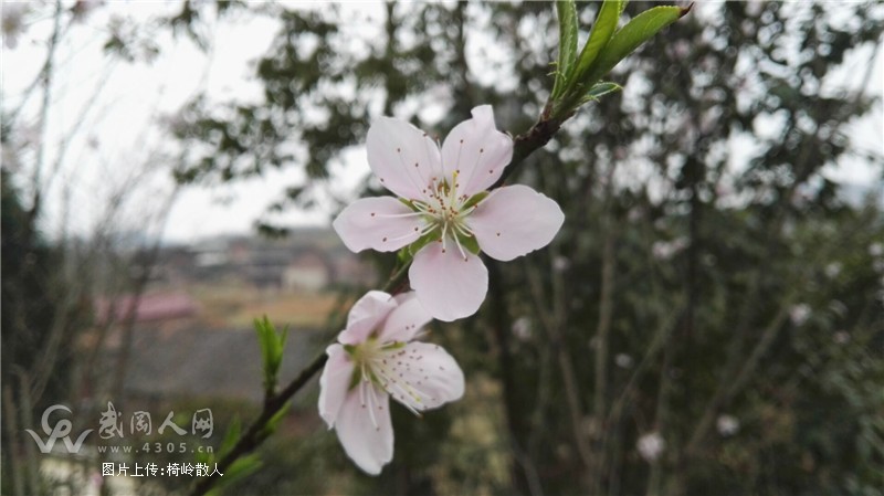 花的雨季