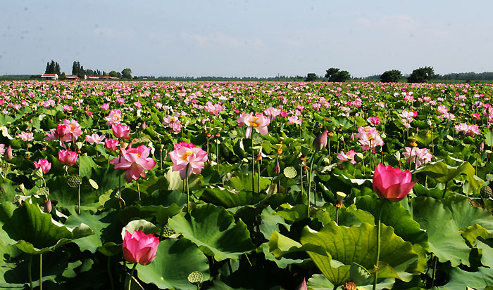 司馬沖鎮(zhèn)種植百畝太空蓮
