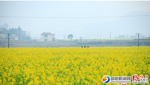 武岡鄧元泰21萬畝油菜乘“機(jī)”倒下