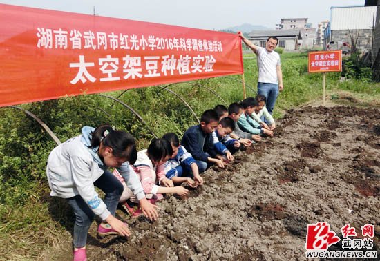 “太空種子”首次落戶武岡紅光小學(xué)種植基地