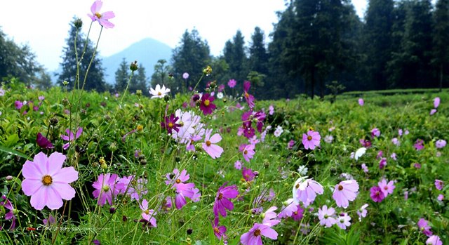 威溪茶园格桑花