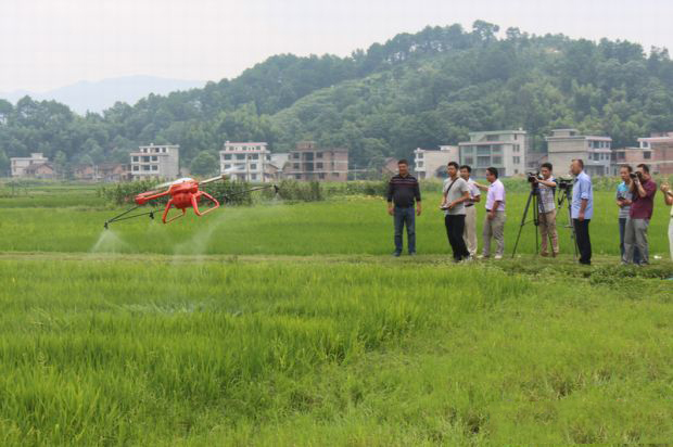 鄧元泰鎮(zhèn)田垅里,無人機(jī)在忙著噴霧