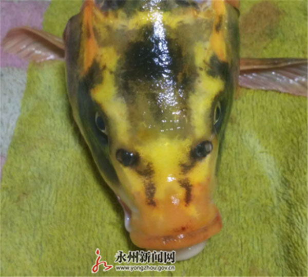 武岡發(fā)現(xiàn)疑似人面鯉魚？