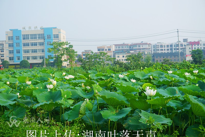 风景如画-资南白荷