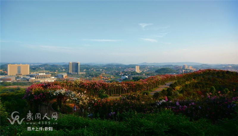 宝庆市花    大美紫薇