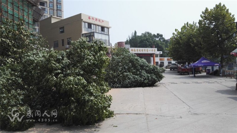 和潤(rùn)學(xué)府肆意施暴，武岡一中綠化樹被砍伐