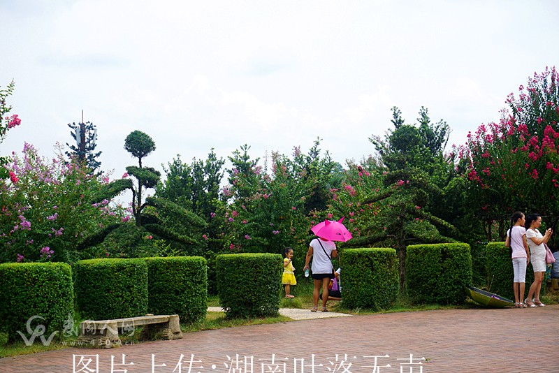 邵阳市花-紫薇正靓