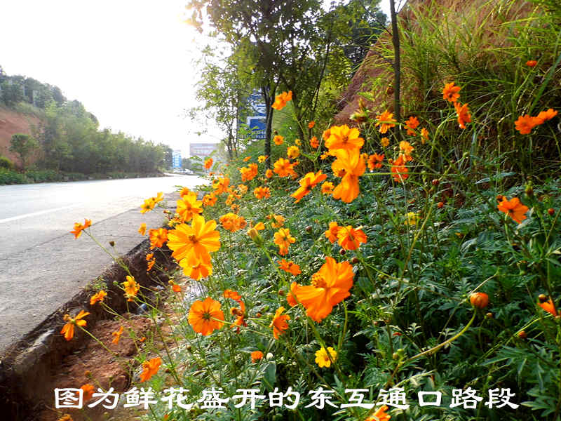 洞新武岡互通口花盛開 過往行人請珍愛(圖)