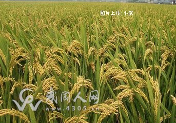 武岡渡頭橋村超級(jí)稻百畝攻關(guān),每公頃產(chǎn)15噸？