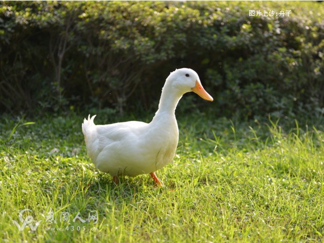 头鸭