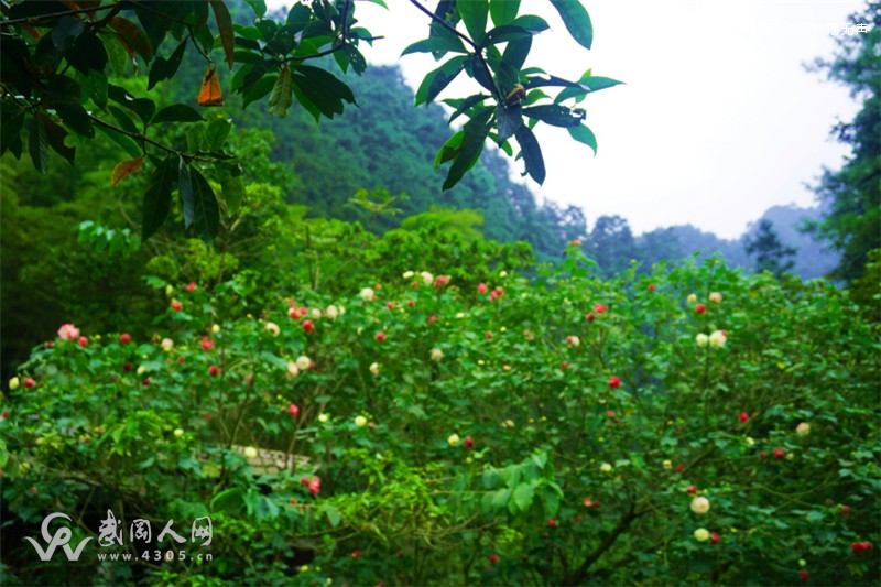 云山涧边 芙蓉盛开