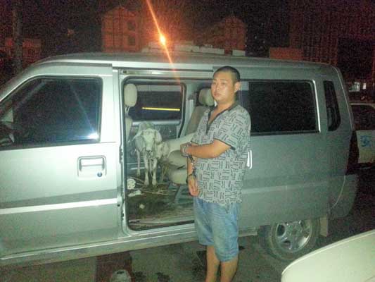 武岡擒獲兩名開著小車偷羊“灰太狼”