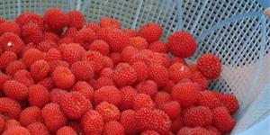 与野兽为伍的童年岁月